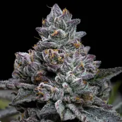 Apple Fritter cannabis seeds by Barney's Farm