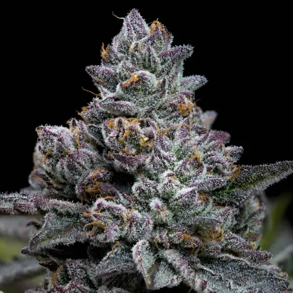 Apple Fritter cannabis seeds by Barney's Farm