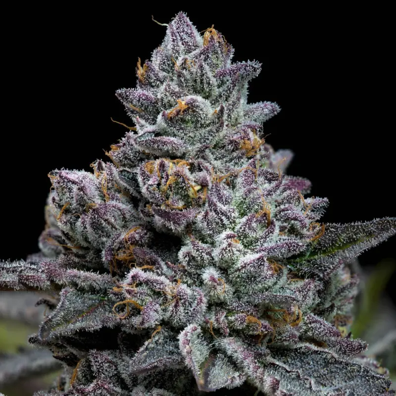 Apple Fritter cannabis seeds by Barney's Farm