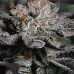Beach Truffle > Sin City Seeds