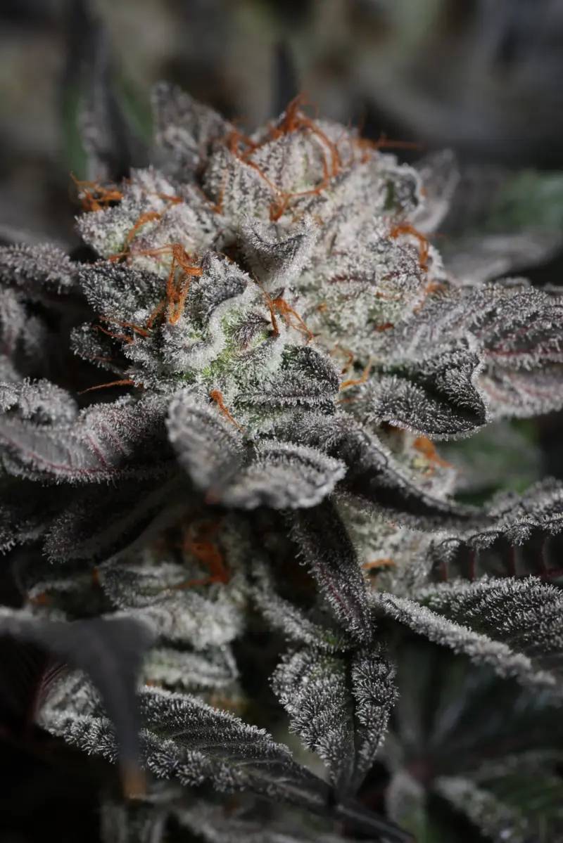 Beach Truffle > Sin City Seeds