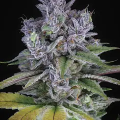 Blue Power IX2 > Sin City Seeds