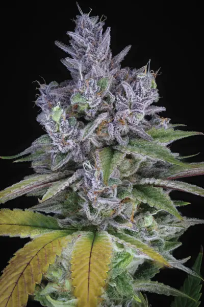 Blue Power IX2 > Sin City Seeds