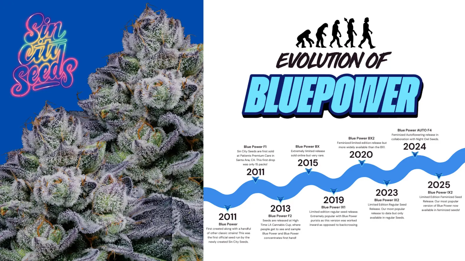 Origin Story: Blue Power by Sin City Seeds