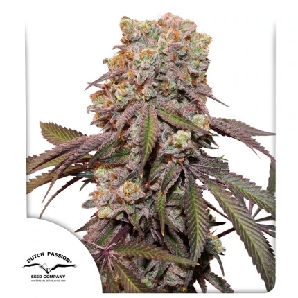 Candy Bubatz XL Auto cannabis seeds by Dutch Passion