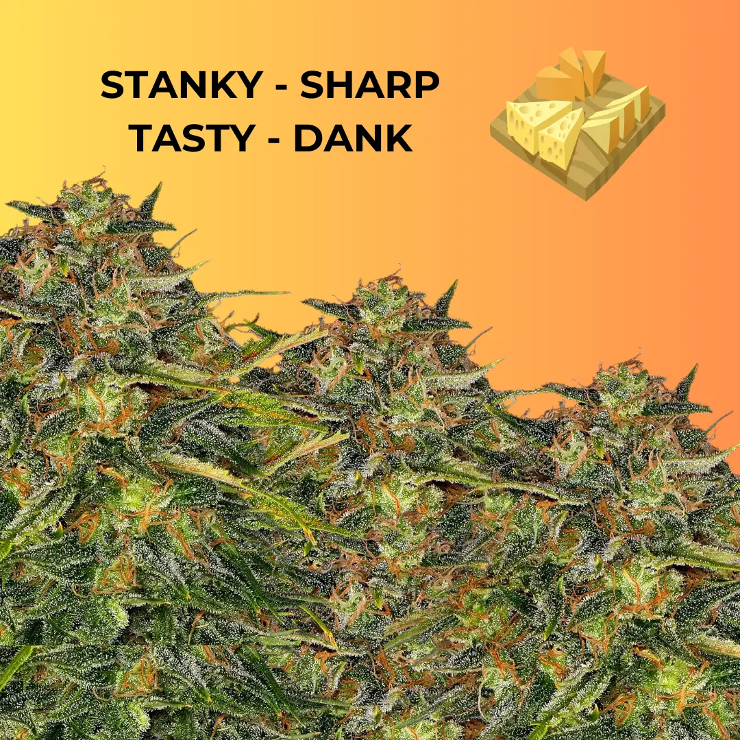 Cheese Strains cannabis seeds
