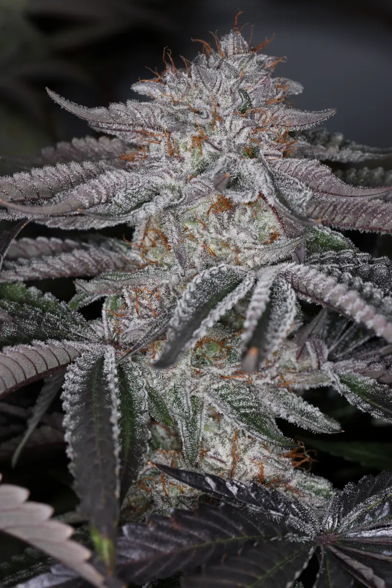 Coconut Cloud > Sin City Seeds