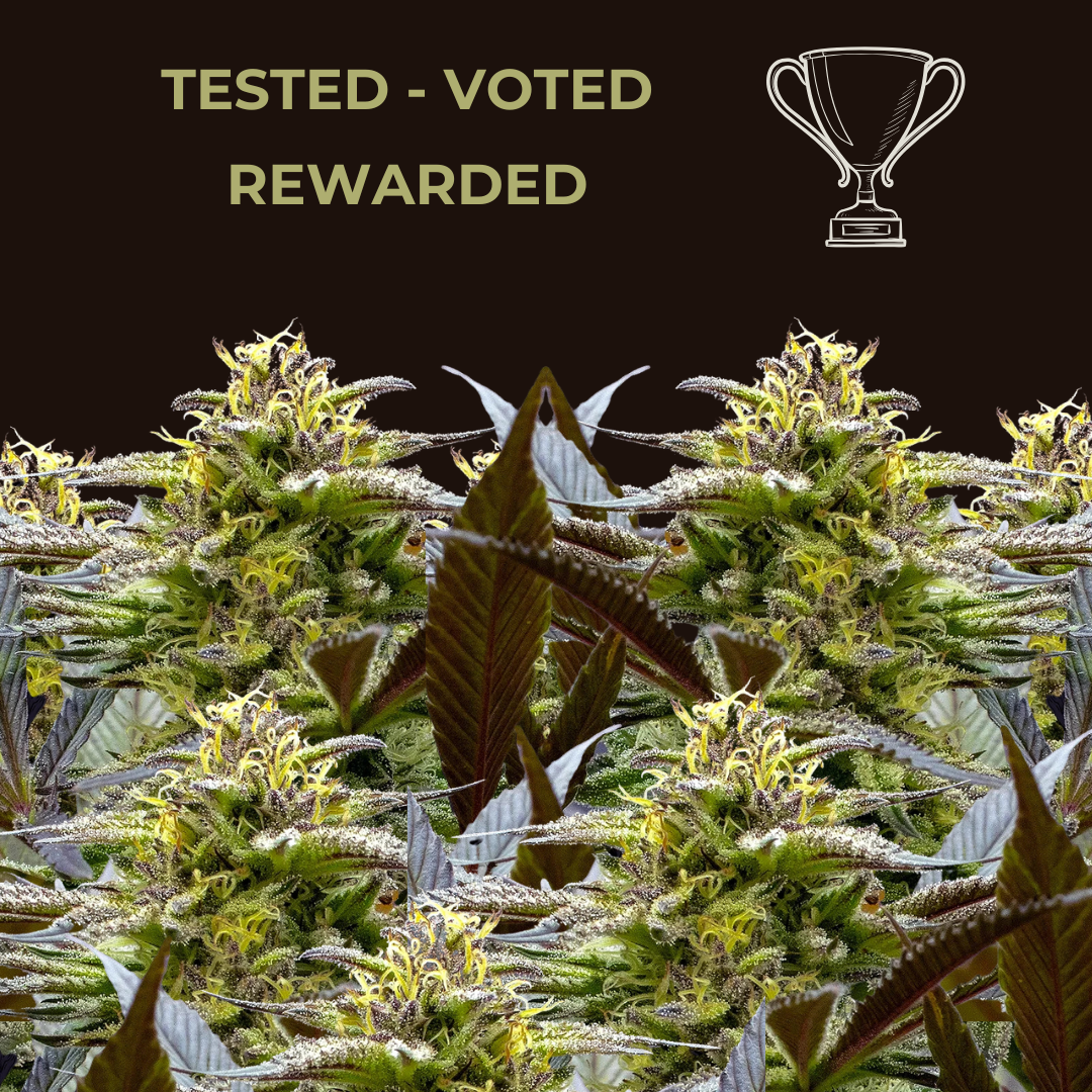 Cup Winning Cannabis Seeds cannabis seeds