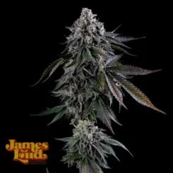 Dripz Cannabis Seeds by James Loud Genetics