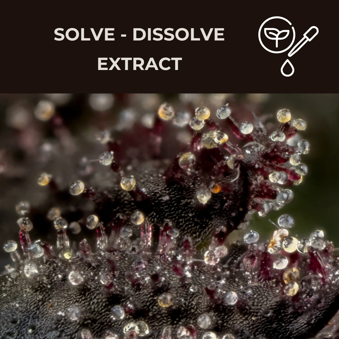 Cannabis Seeds for Extractions (Extract This) cannabis seeds