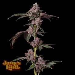 Foam Party Cannabis Seeds by James Loud Genetics