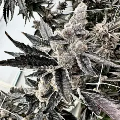 Gooch Goblin Cannabis Seeds by Exotic Genetix