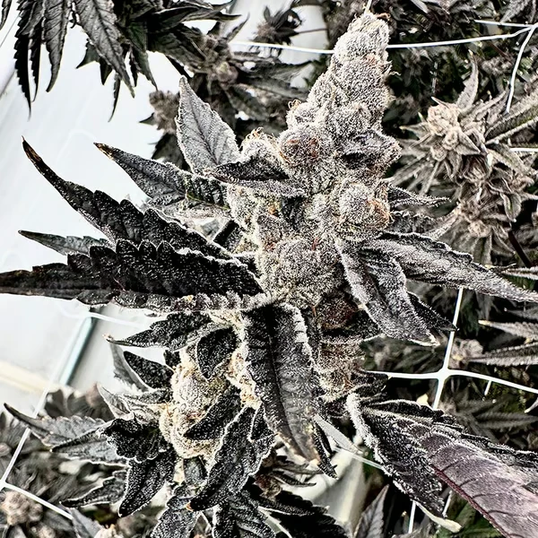 Gooch Goblin Cannabis Seeds by Exotic Genetix