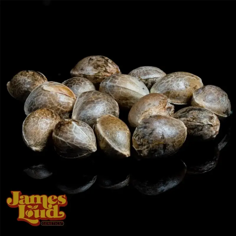 James Loud Genetics > Gorilla Z OG Auto Seed