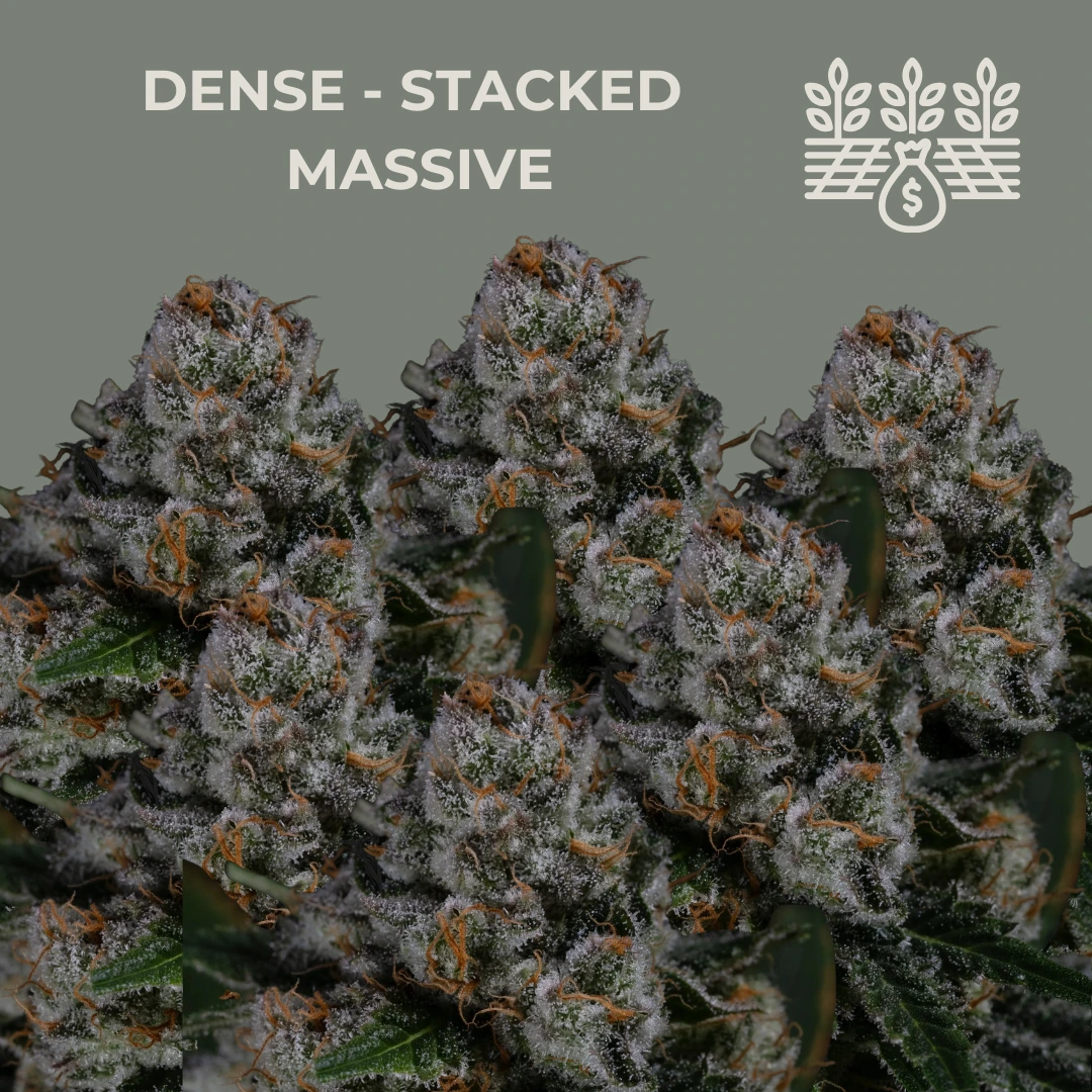 High Yield Cannabis Seeds (Big Producers) cannabis seeds