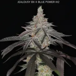 Infatuation > Sin City Seeds