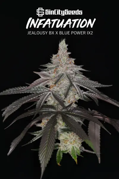 Infatuation > Sin City Seeds