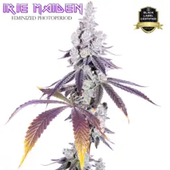 Irie Maiden F1 cannabis seeds by Romulan Genetics