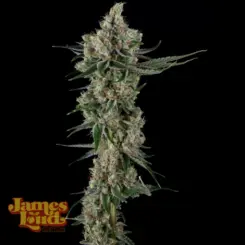 Loud Dream Candy Cannabis Seeds by James Loud Genetics