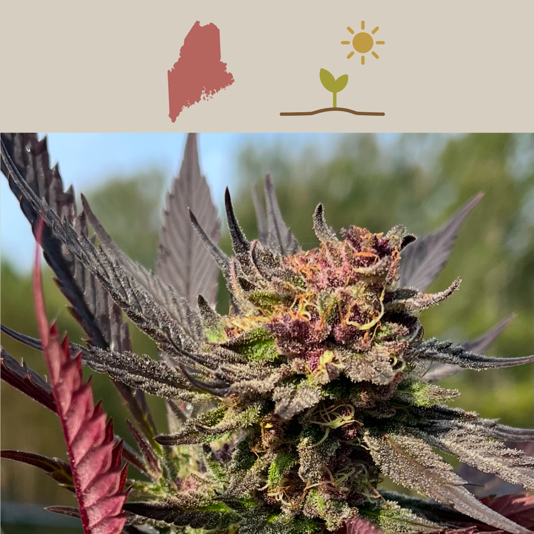 Maine Outdoor Selections cannabis seeds
