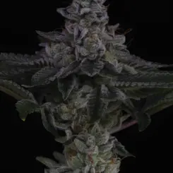 Nuclear Power > Sin City Seeds