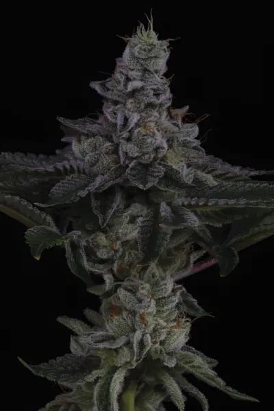 Nuclear Power > Sin City Seeds