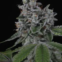 Overpower > Sin City Seeds