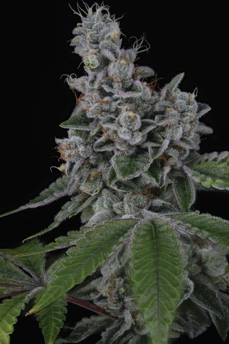 Overpower > Sin City Seeds