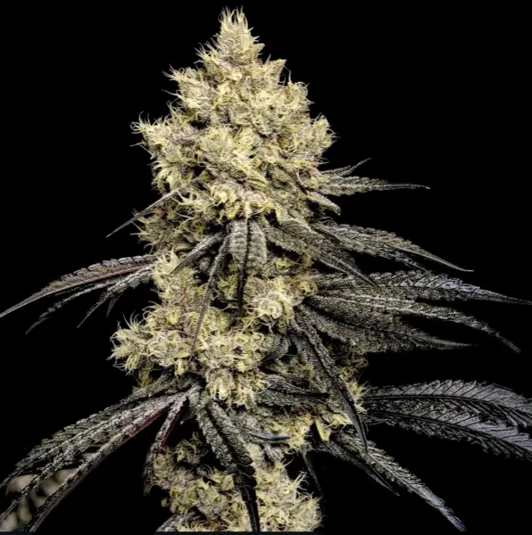Pillows R1 Cannabis Seeds by Ethos Genetics