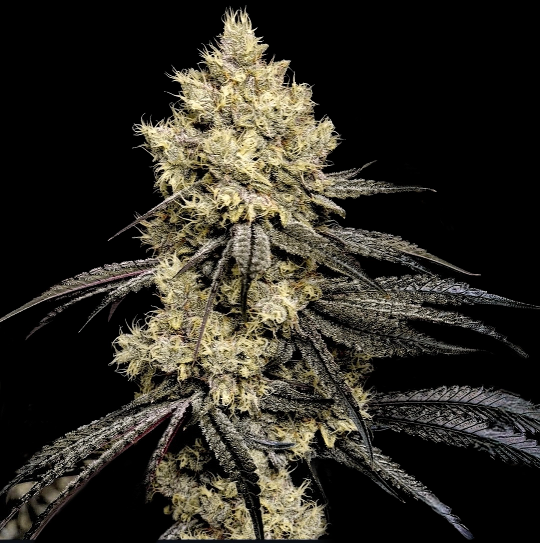 Pillows-R1-cannabis-seeds-by-ethos-genetics1 Pillows R1 Cannabis Seeds by Ethos Genetics