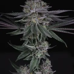 Sake' > Sin City Seeds