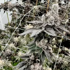 Shagzilla Cannabis Seeds by Exotic Genetix