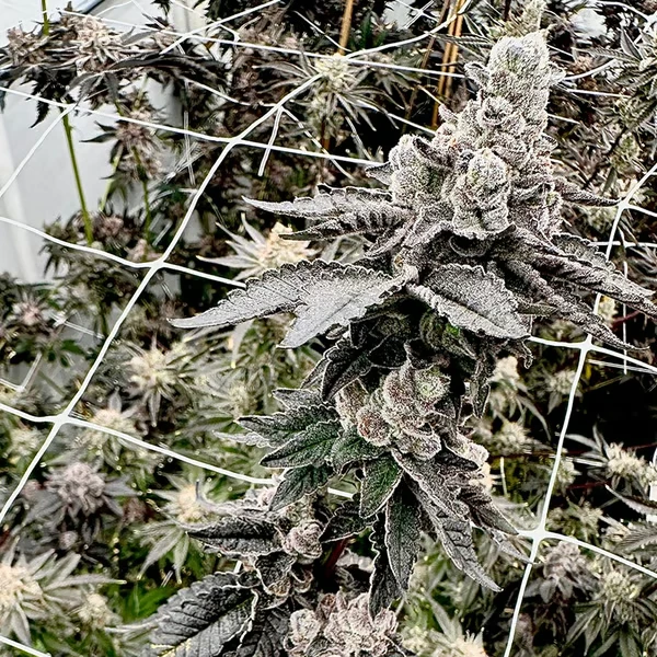 Shagzilla Cannabis Seeds by Exotic Genetix