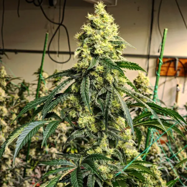 Sour G R1 Cannabis Seeds by Ethos Genetics