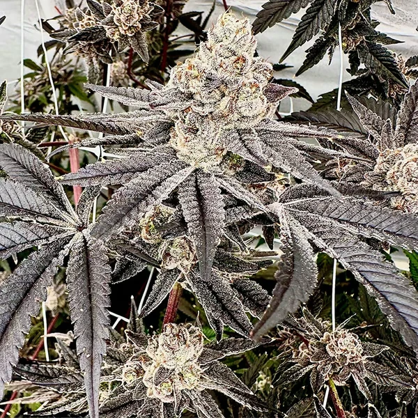 Splash Daddy Cannabis Seeds by Exotic Genetix