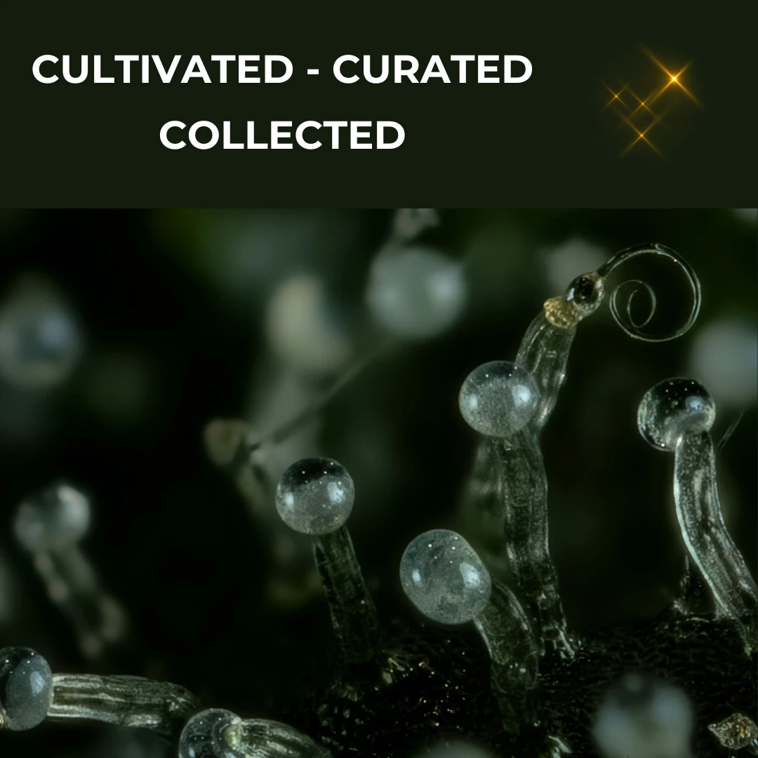 Staff Selections cannabis seeds