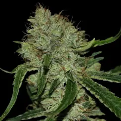 Tangielope Kush cannabis seeds by DNA Genetics