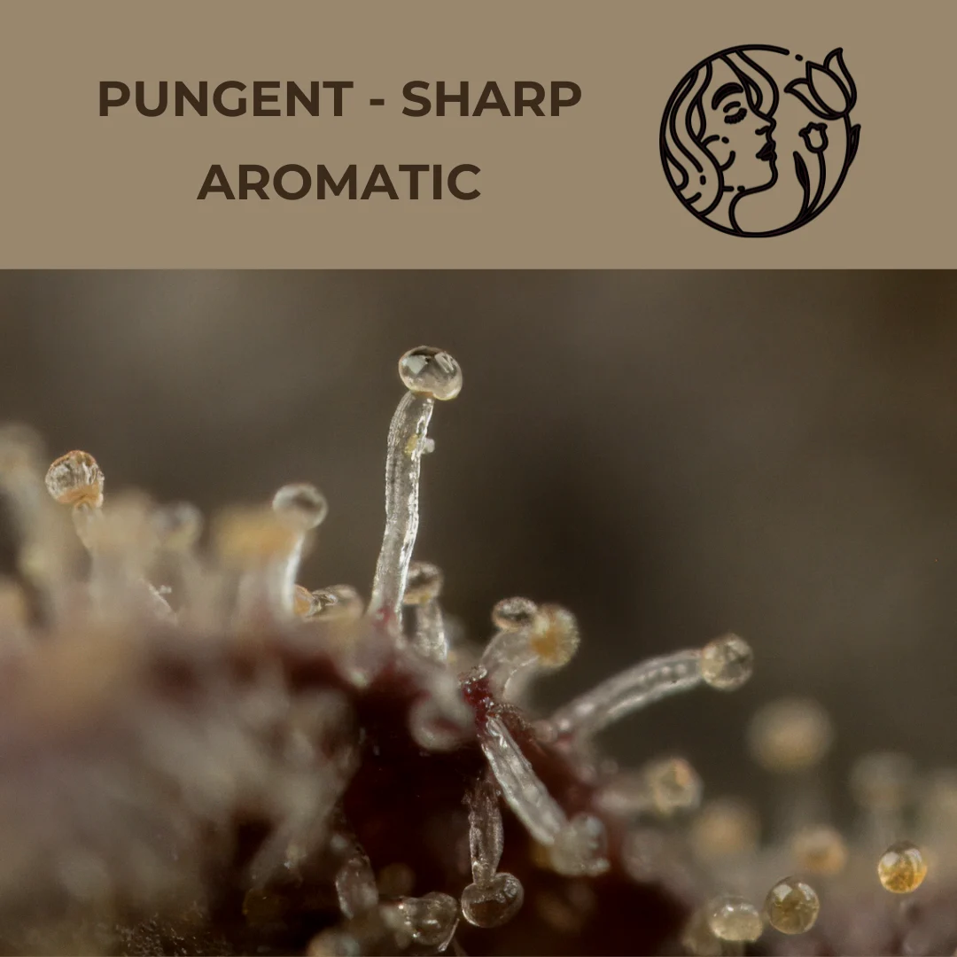 Cannabis Seeds with Strong Terpene Profile (Nose Ticklers) cannabis seeds