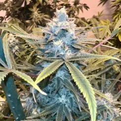blanche cannabis seeds by irie genetics
