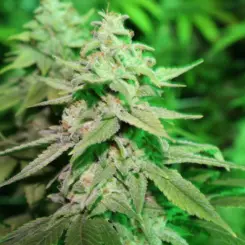 Blue Caper Cannabis Seeds by Purple Caper Seeds