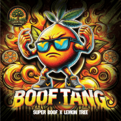 Boof Tang cannabis seeds by Elev8