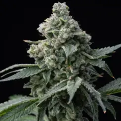 Bruce Banner cannabis seeds by Barney's Farm