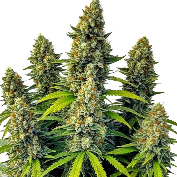 Chemdog Auto by Bulk White Label