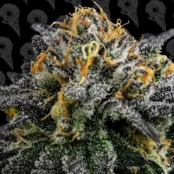 Cold Queso (F) [TESTER]