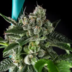 gmo cake cannabis seeds by purple caper seeds