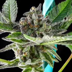 grand peanut butter payton cannabis seeds by purple caper seeds