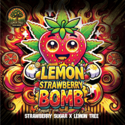 Lemon Strawberry Bomb cannabis seeds by Elev8