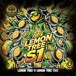 Lemon Tree S1 cannabis seeds by Elev8