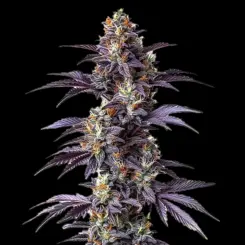 Mimosa Cake Auto Cannabis Seeds by Bulk White Label