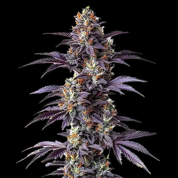 Mimosa Cake Auto